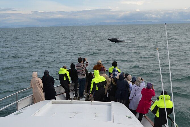 Whale Watching & Dolphin Yacht Cruise - The onboard guide: what you’ll learn while you scan the water