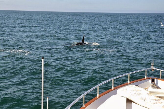 Whale Watching & Dolphin Yacht Cruise - Deck strategy that makes sightings easier (and less frustrating)
