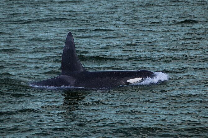 Whale Watching & Dolphin Yacht Cruise - Warm blankets, indoor decks, and small comforts that matter in Iceland