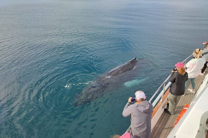 Whale Watching & Dolphin Yacht Cruise - Wildlife odds: whales, dolphins, and puffins by season