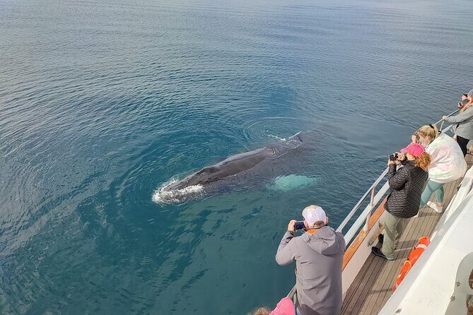 Whale Watching & Dolphin Yacht Cruise - Using onboard Wi‑Fi for live photo sharing (why it’s more useful than it sounds)