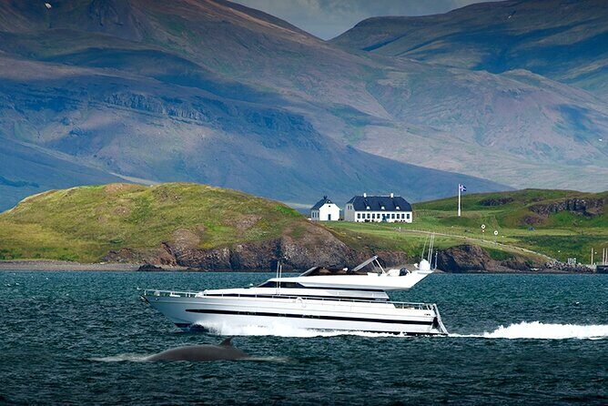 Whale Watching & Dolphin Yacht Cruise - Bar, hot drinks, and the good-time factor on a serious wildlife mission
