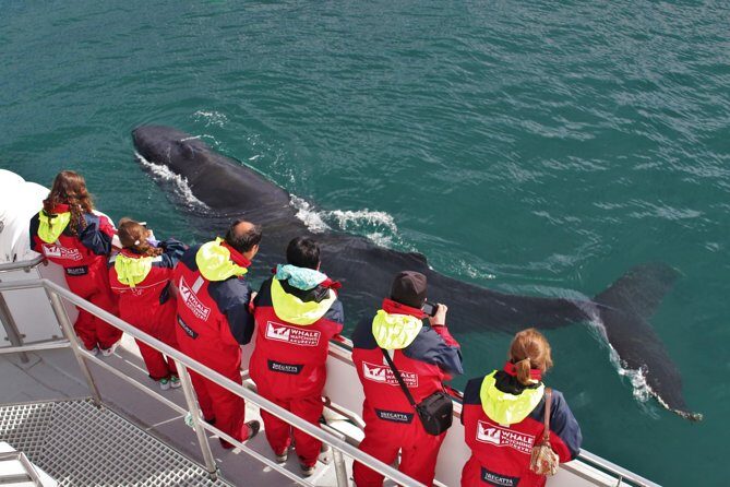 Whale Watching from Downtown Akureyri - Key things to know before you go