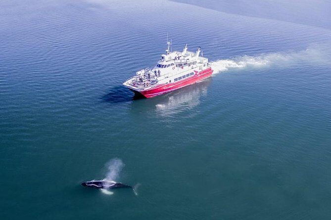 Whale Watching from Downtown Akureyri - Getting on board in downtown Akureyri: where to start and what to expect