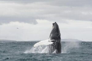 Whale Watching from Downtown Akureyri - Dress for the fjord, not the brochure: thermal gear and where to sit