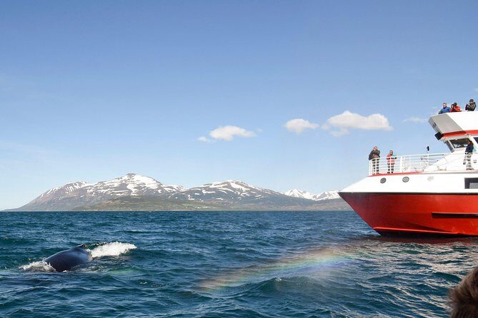 Whale Watching from Downtown Akureyri - Eyjafjord cruising: how the captain and guides raise your odds