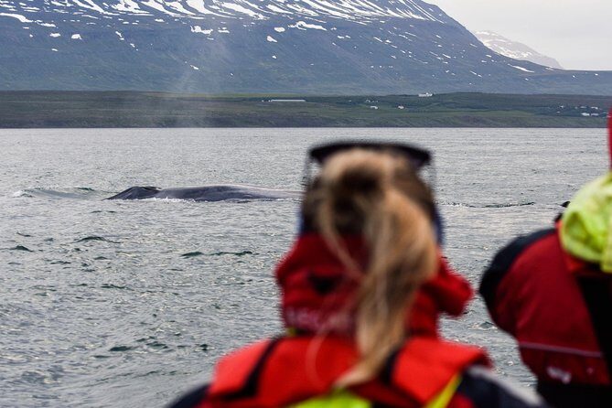 Whale Watching from Downtown Akureyri - The real itinerary experience: what the 3 hours feel like