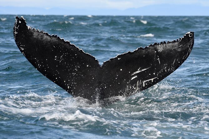 Whale Watching from Downtown Akureyri - Price and value: is $104 worth it?