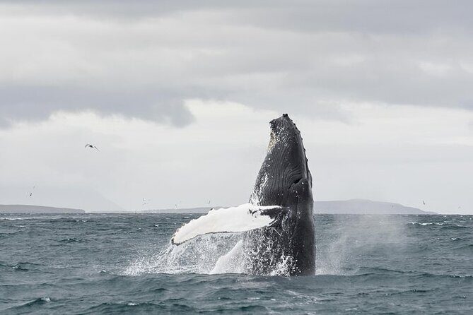 Whale Watching from Downtown Akureyri - Dress for the fjord, not the brochure: thermal gear and where to sit