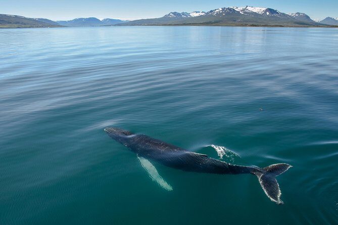 Whale Watching from the Heart of Akureyri - Key highlights you’ll care about