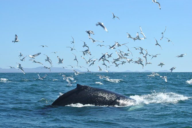 Whale Watching from the Heart of Akureyri - Eyjafjörður fjord: why Akureyri works for whale watching