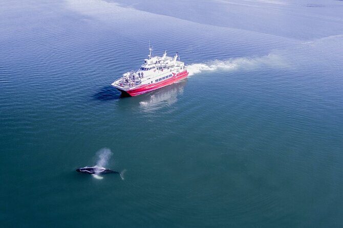 Whale Watching from the Heart of Akureyri - Heated cabin comfort and warm gear for cold deck time
