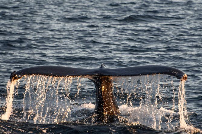 Whale Watching from the Heart of Akureyri - How the guide turns sightings into a real story
