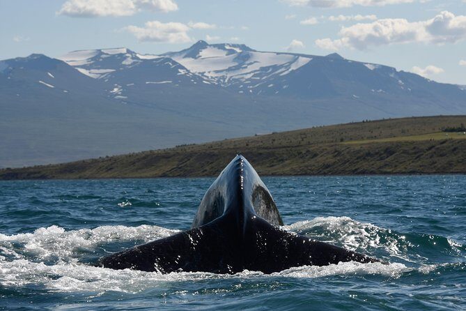 Whale Watching from the Heart of Akureyri - Departure times: picking the right slot in Akureyri