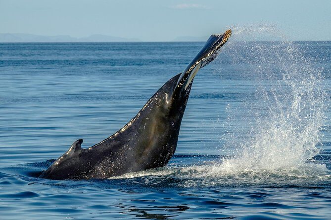 Whale Watching from the Heart of Akureyri - Price and value: is $112.05 worth it?