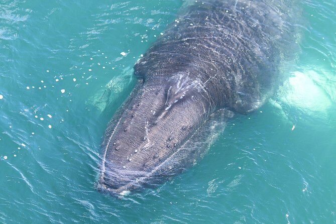 Whale Watching from the Heart of Akureyri - Comfort on board: crowding, rocking, and where to stand