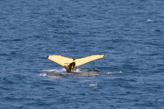 Whale Watching from the Heart of Akureyri - Who should book this Akureyri whale watching trip