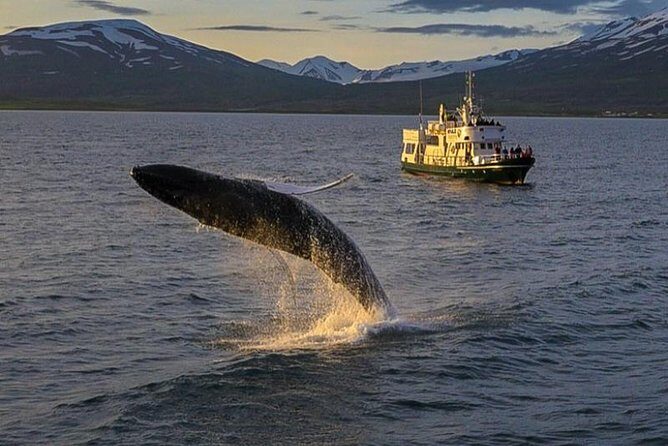 Whale Watching from the Heart of Akureyri
