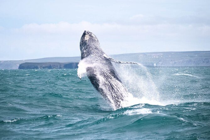 Whale Watching in Husavik - Boarding at North Sailing and getting ready the right way
