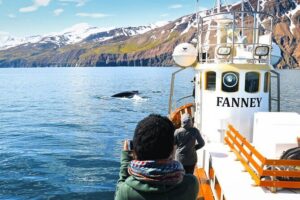 Whale Watching in Husavik - Skjálfandi Bay: the spotting game the guide actually runs
