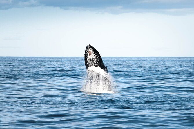 Whale Watching in Husavik - The wildlife lineup: what you can realistically hope to see