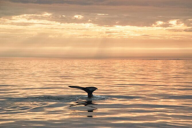 Whale Watching in Husavik - Should you book the Husavík whale watch?