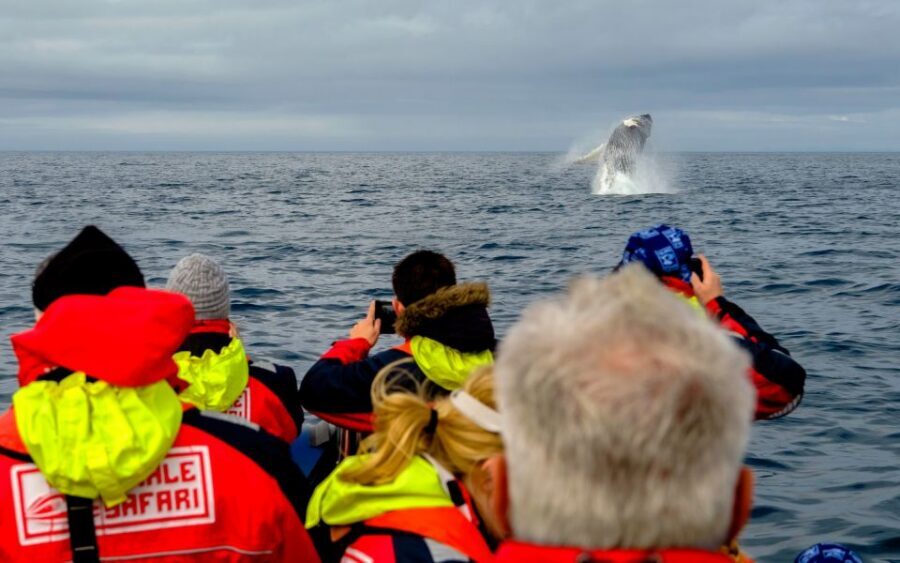Whale Watching in Reykjavik by Speedboat - Who This Tour Suits Best (and Who Should Pass)