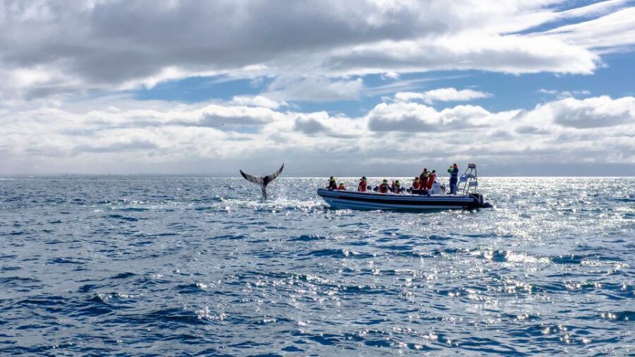Whale Watching in Reykjavik by Speedboat - Puffins in Their Breeding Grounds: May Through August