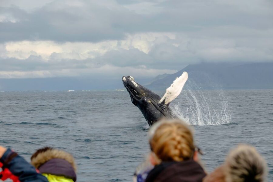 Whale Watching in Reykjavik by Speedboat - If You Don’t See Whales: The Real Meaning of a Second Chance