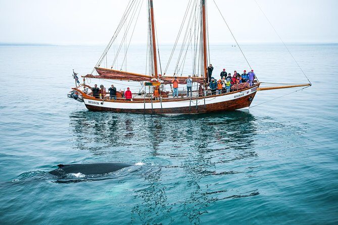 Whale Watching on a Traditional Oak Sailing Ship from Husavik - Húsavík from Skjálfandi Bay: why sailing feels different than a fast boat