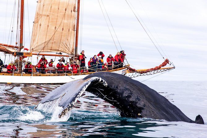 Whale Watching on a Traditional Oak Sailing Ship from Husavik - Boarding the schooner: where to check in and what happens first