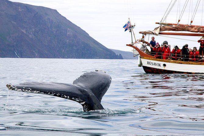 Whale Watching on a Traditional Oak Sailing Ship from Husavik - Crew participation: how much effort you’ll actually do