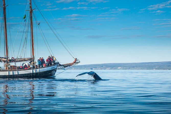 Whale Watching on a Traditional Oak Sailing Ship from Husavik - Dressing for Iceland sea wind: suits help, layers still matter