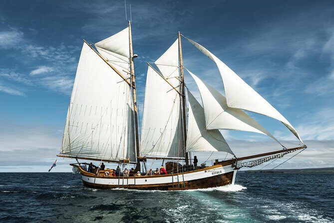 Whale Watching on a Traditional Oak Sailing Ship from Husavik - The whale hunt with narration: what guides do during the search