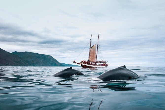 Whale Watching on a Traditional Oak Sailing Ship from Husavik - How the boat layout affects your viewing