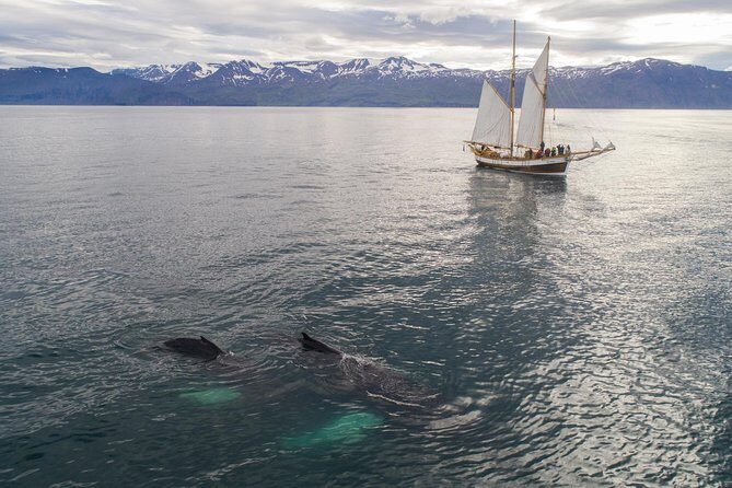 Whale Watching on a Traditional Oak Sailing Ship from Husavik - The return cruise: hot chocolate, cinnamon buns, and a calmer water mood