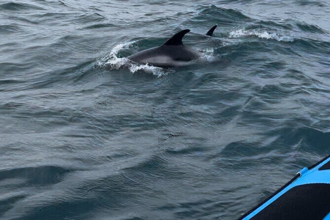Whale Watching - RIB Boat Adventure in Kopavogur, Iceland - Price and value: why $202 can make sense here