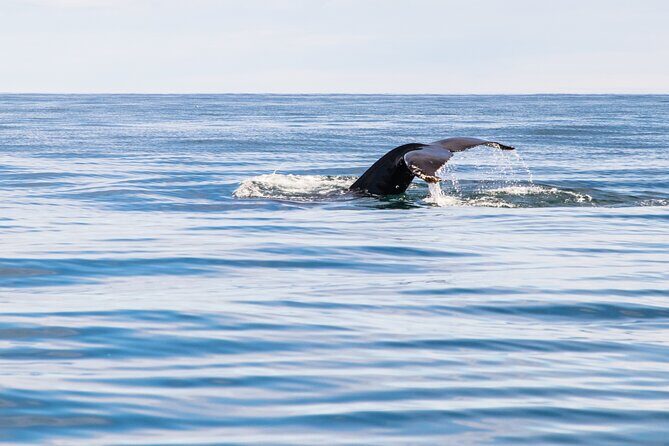 Whale Watching Tour from Akureyri City Central - Price and Value: What $105.72 Buys Beyond the Boat Ride