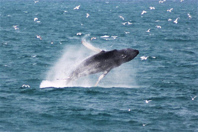 Whale Watching Tour with Professional Guide from Reykjavik - Key highlights you’ll actually feel on the water