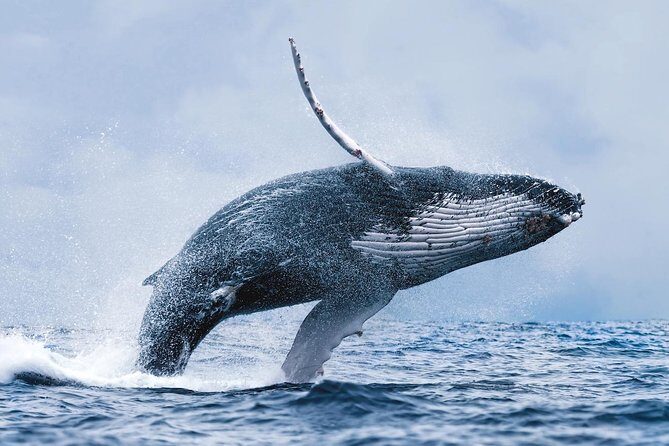 Whale Watching Tour with Professional Guide from Reykjavik - Your boat comfort kit: overalls, heat, Wi‑Fi, and seasickness support