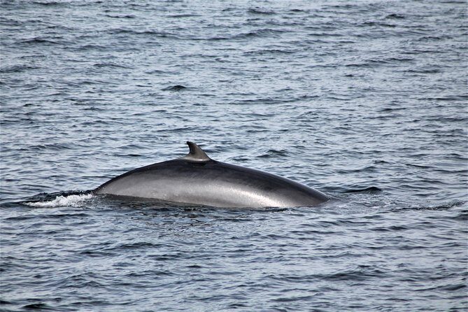 Whale Watching Tour with Professional Guide from Reykjavik - The captain’s game plan in Faxaflói Bay