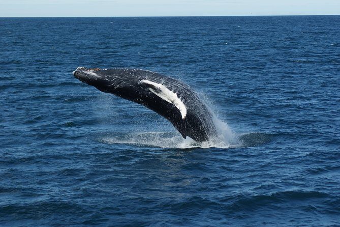 Whale Watching Tour with Professional Guide from Reykjavik - Stop by stop: what you’ll see and what to watch for