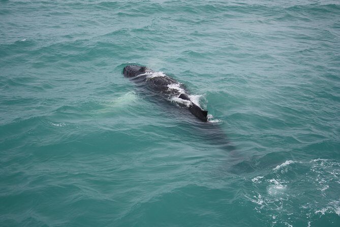 Whale Watching Tour with Professional Guide from Reykjavik - Wildlife luck vs. good odds: how to set expectations the right way