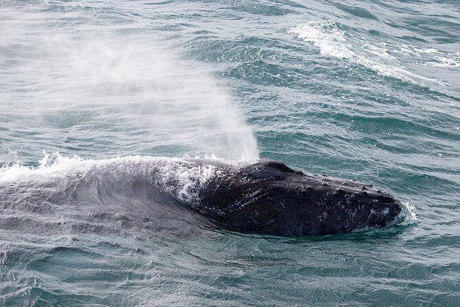 Whale Watching Tour with Professional Guide from Reykjavik - Price and value: why $97 can make sense for Iceland