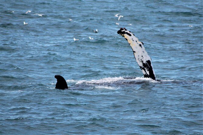 Whale Watching Tour with Professional Guide from Reykjavik - Who this tour suits best (and who should plan differently)