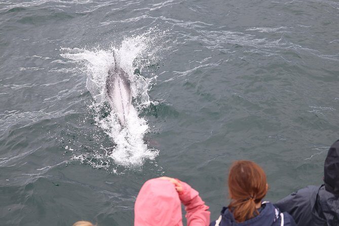Whale Watching Tour with Professional Guide from Reykjavik