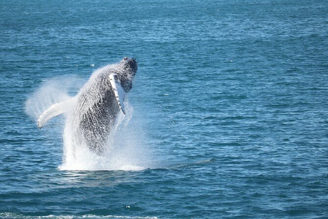 Whale Wonders Morning Expedition from Reykjavík - Morning Whale Watching From Geirsgata: What the 9:00am Trip Feels Like