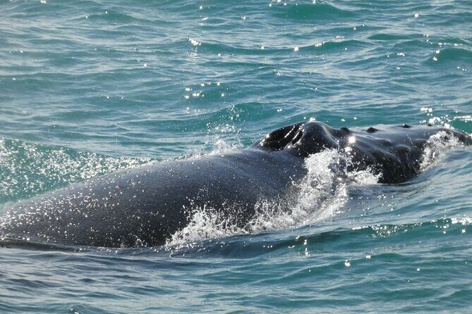 Whale Wonders Morning Expedition from Reykjavík - Deck Views, Wi‑Fi, and Photo Time: Making the Most of 3.5 Hours