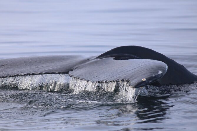 Whale Wonders Morning Expedition from Reykjavík - No Sightings, No Problem: The Complimentary Return Trip