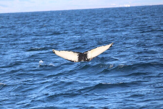 Whale Wonders Morning Expedition from Reykjavík - Who Should Book This Whale Wonders Morning Expedition